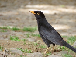 Eurasian Blackbird